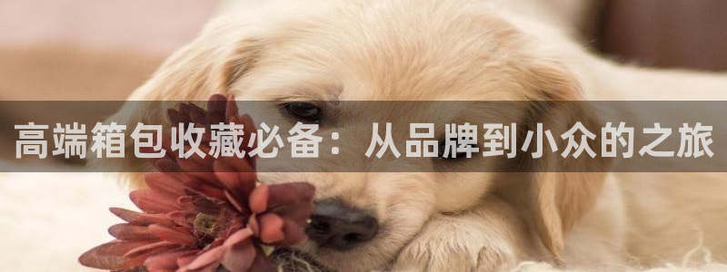辉达娱乐招商