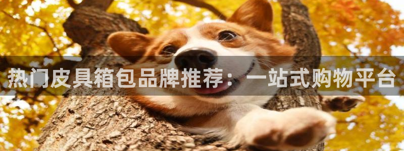 龙腾辉达电子娱乐