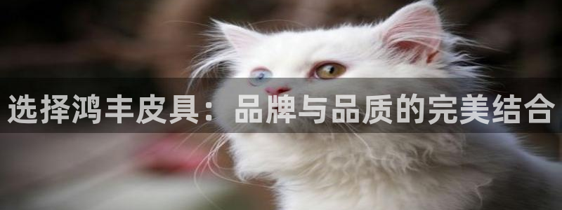 辉达娱乐app